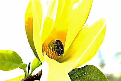 Magnolia x denudata 'Yellow River' - šácholan obnažený - detail vnitřku květu s opylovačem